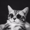 Cute Dog cat Glasses Pet Goggles Glasses Suitable For Puppy Cat Photo Props